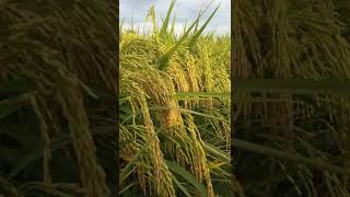 Download lagu VIRAL...PADI CIBATU06 mp3 Download lagu VIRAL...PADI CIBATU06 mp3