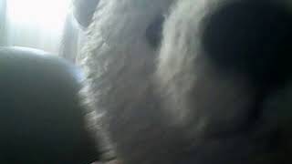 Beary is a bear