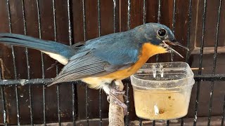 Download lagu Suara Tledekan Gunung Jantan Belajar Bunyi Ampuh Pancing Sikatan Bahan Agar Cepat Berkicau GACOR Lot mp3 Download lagu Suara Tledekan Gunung Jantan Belajar Bunyi Ampuh Pancing Sikatan Bahan Agar Cepat Berkicau GACOR Lot mp3