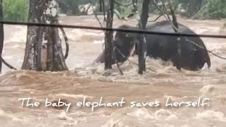 Elephant save herself from flood
