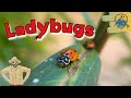 Amazing Ladybug Facts For Kids Kids Nature Show