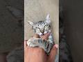 Gray Cat Bite My Finger Cat Catshorts Cats Cutecat Cute Catlovers Catvideos Shorts Pets