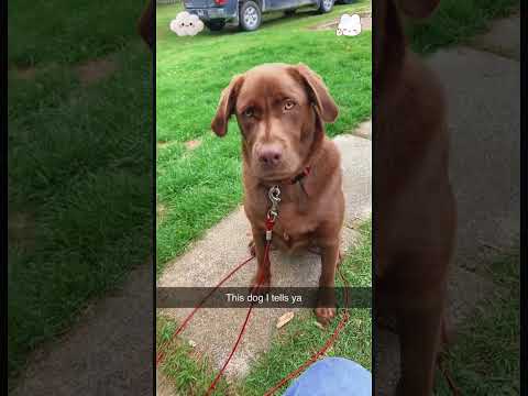 Take away the dog's favorite thing#funnyvideo #fyp #funny #dog #foryou