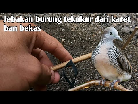 How to make a turtledove trap