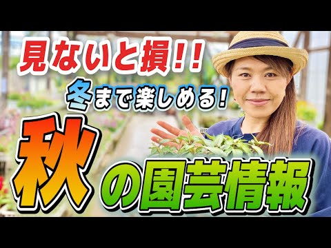  11月にウィンドウボックスに植える花は何ですか?すべての園芸家に人気のトップ 5 品種  庭園