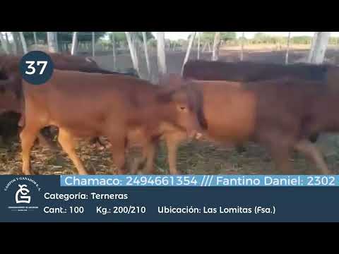 Lote Hembras- Las Lomitas Formosa
