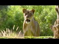 Meet The New Ladies Of Lion Camp At The San Diego Zoo Safari Park