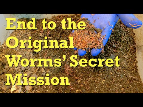 Secret mission of 'original' worms ends unexpectedly - vermicompost