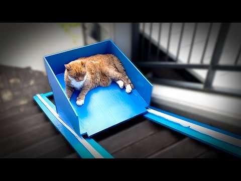 Βρετανός κατασκεύασε αυτοσχέδιο ασανσέρ στο σπίτι του για την υπερήλικη γάτα του