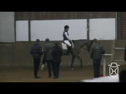 22 Holsteiner Stute von Uriko - Corland - Lordano