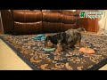 Yorkshire Terrier dogs for sale: Charlie  - Video 1