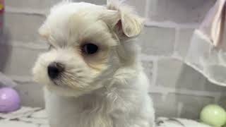 マルチーズの動画01