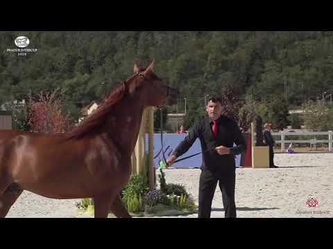N 36 HAMZA SAMJAD   Prague 2020   Intercup   3 Years Old Colts Class 6