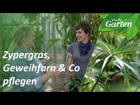 , title : 'Tropische Zimmerpflanzen pflegen - Tipps von Gärtnerin Emily Cox zu Zypergras & Co. | MDR Garten'