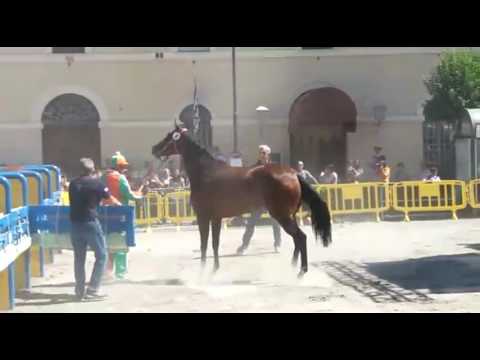Palio roncglione 28-08-2016 batterie di qualificaz