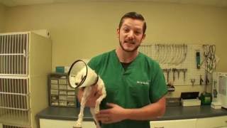 Cancer Would Have Killed Her