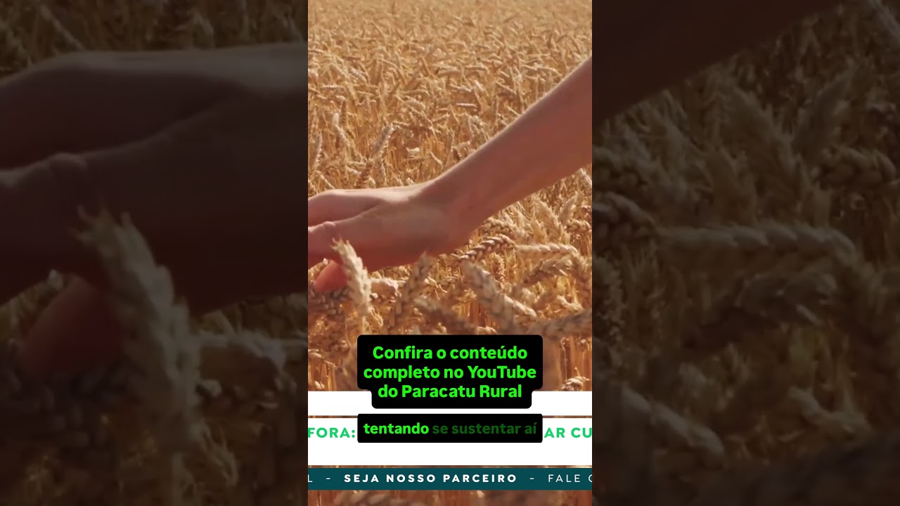 Feijão, Arroz  e Trigo: Custos Altos e Alerta de Chuva; Para Onde Vão os Preços?