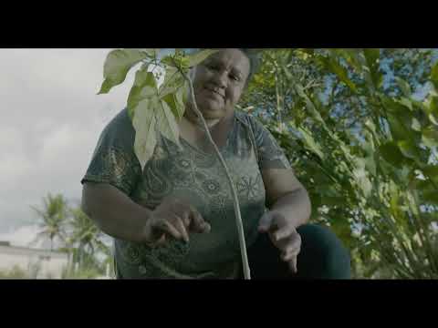 Pau Darco: Árvore que se renova (Direção de Fotografia)