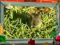 The Amazing World 2006 Rodents