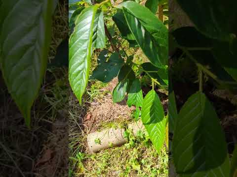 なぜ桜の木は果実にアブラムシの病気を与えないのか