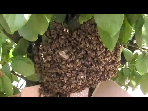 Hvatanje odbeglih rojeva na razne načine