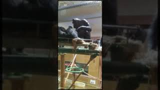 旭山動物園の動物画像集です。