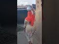 Desi Bhabhi Hot Vlog Shorts Trending Viral Vlog