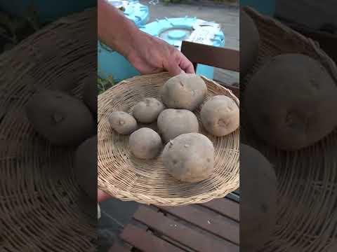 おいしいジャガイモを栽培するためのヒントとテストされた方法のガイドをお楽しみください  庭園