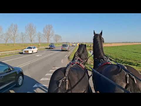 Stal Okkema's Sapphire - Czort x Thomas 327 - Gelding - 2021 - 1.70m