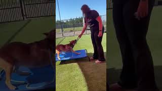 Video preview image #1 Mutt Puppy For Sale in Rockwall, TX, USA