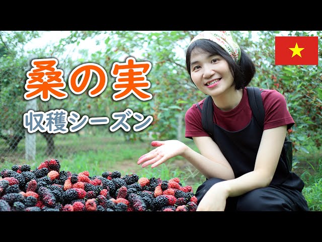 Video Pronunciation of の実 in Japanese