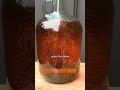Easy and Simple Hard Apple Cider Recipe