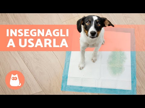 How to teach a puppy to do his business on a pad