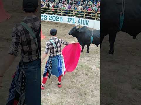 Toro Bravo En San Luis Del Carmen