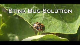Stink Bug Solution - When Bug Spray Doesn