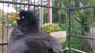 Download lagu Suara Khas Jalak Kebo Buat Pancingan Jalak Kebo Bisu Eps 836 mp3