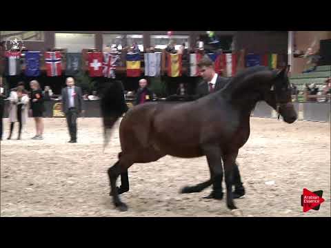 N.192 ESFAHAN - Lier 2018 - Liberty Class Stallions (Class 18)