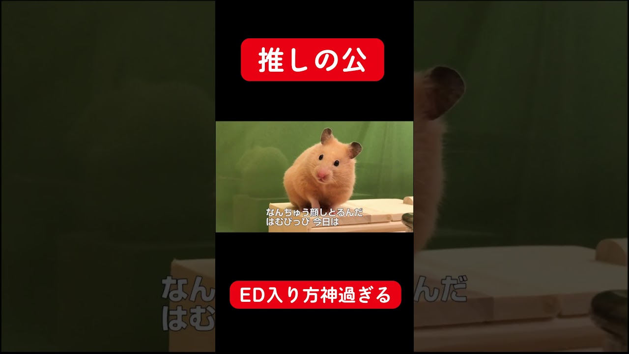 【推しの公】ED入り方神過ぎる　#Shorts