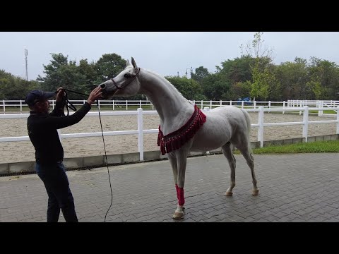 Singureni Manor, the ultimate (Arabian) Horse Retreat and luxury resort near Bucharest, Romania