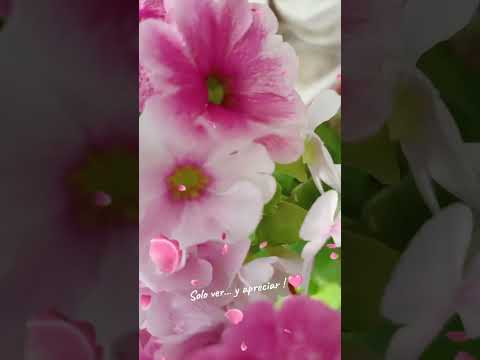 #jardin #flowers #plants