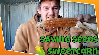 Seed Saving Corn - SweetCorn Seeds for next years crop