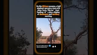 Elephant effortlessly topples tree#animals  #marinecoral#wildlife