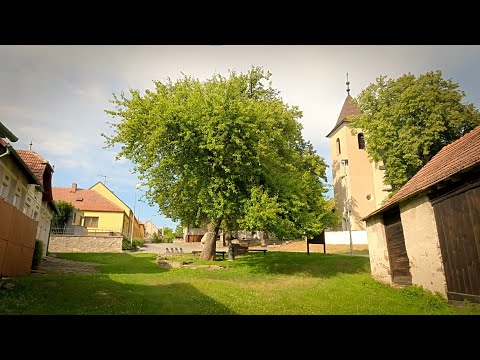 Finalista ankety Strom roku 2022 – Sousedská hruška - soutěžní číslo 3