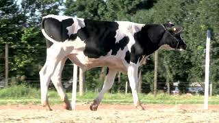 Vídeo 78 - 42º LEILÃO DA TRADIÇÃO | GADO GIROLANDO E HOLANDÊS HVB