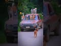 Dog Parithabangal Shorts Parithabangal Trending