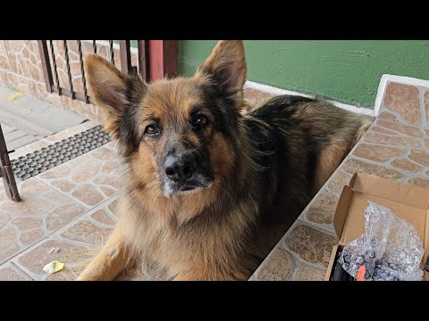 OTWIERAMY PACZKĘ - Stasiu został uwięziony (wyzywał pod nosem)