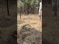 Huge Eastern Diamondback Rattlesnake Found in Georgia!