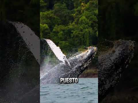 Los 10 pueblos más HERMOSOS del CHOCÓ #choco