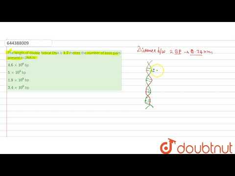 Die Länge der doppelsträngigen DNA beträgt 1,7 Meter, die Anzahl der in der DNA vorhandenen Basen...