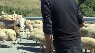 preview picture of video 'The journey of the sheep'